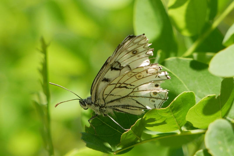 Melanargia arge nelle Marche